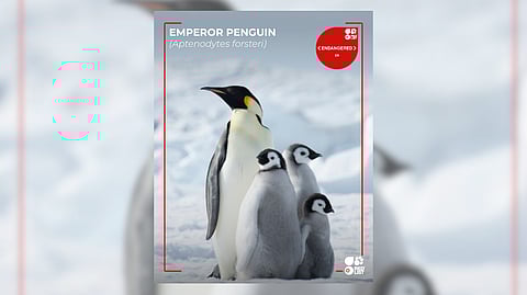EMPEROR penguins rely on stable sea ice — essentially platforms of frozen ocean water — to live, hunt and breed. 