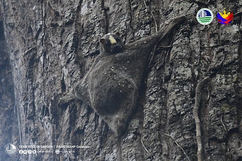 Monitoring team documents rare flying lemur in Mt. Apo