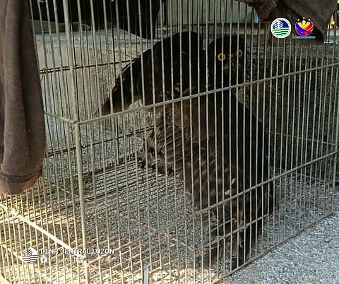 A juvenile Brown Hawk Owl (𝘕𝘪𝘯𝘰𝘹 𝘴𝘤𝘶𝘵𝘶𝘭𝘢𝘵𝘢) that was rescued in Tarlac City.