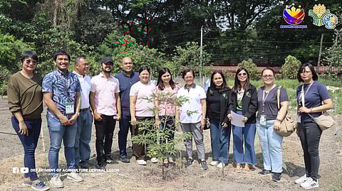 The Department of Agriculture (DA) held the awarding of the Plant Material Certification Activity at the Pampanga State Agricultural University (PSAU) in the province of Pampanga on April 17, 2026. 