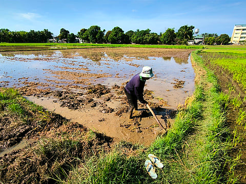A farmer prepares his field for another planting cycle of palay, tilling and leveling the soil under the summer sun as the agricultural season continues in this coastal town of Morong.