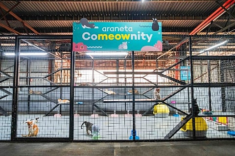 CATS found a home in Araneta Comeownity. A place where every stray cat is safe respected and cared for.