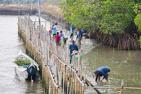 MANGROVE rehabilitation efforts covering around 37 hectares are underway in the coastal towns of Morong and Orani, as partnerships between the private sector, local governments and fisherfolk help restore marine ecosystems and protect communities from strong waves.