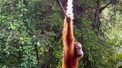 A critically endangered Sumatran orangutan has been filmed using a man-made canopy bridge in Indonesia for the first time, marking a world-first conservation milestone. Discover how NGOs and local authorities in North Sumatra are using simple wildlife bridges to reconnect fragmented rainforest habitat and balance vital road development with orangutan protection.