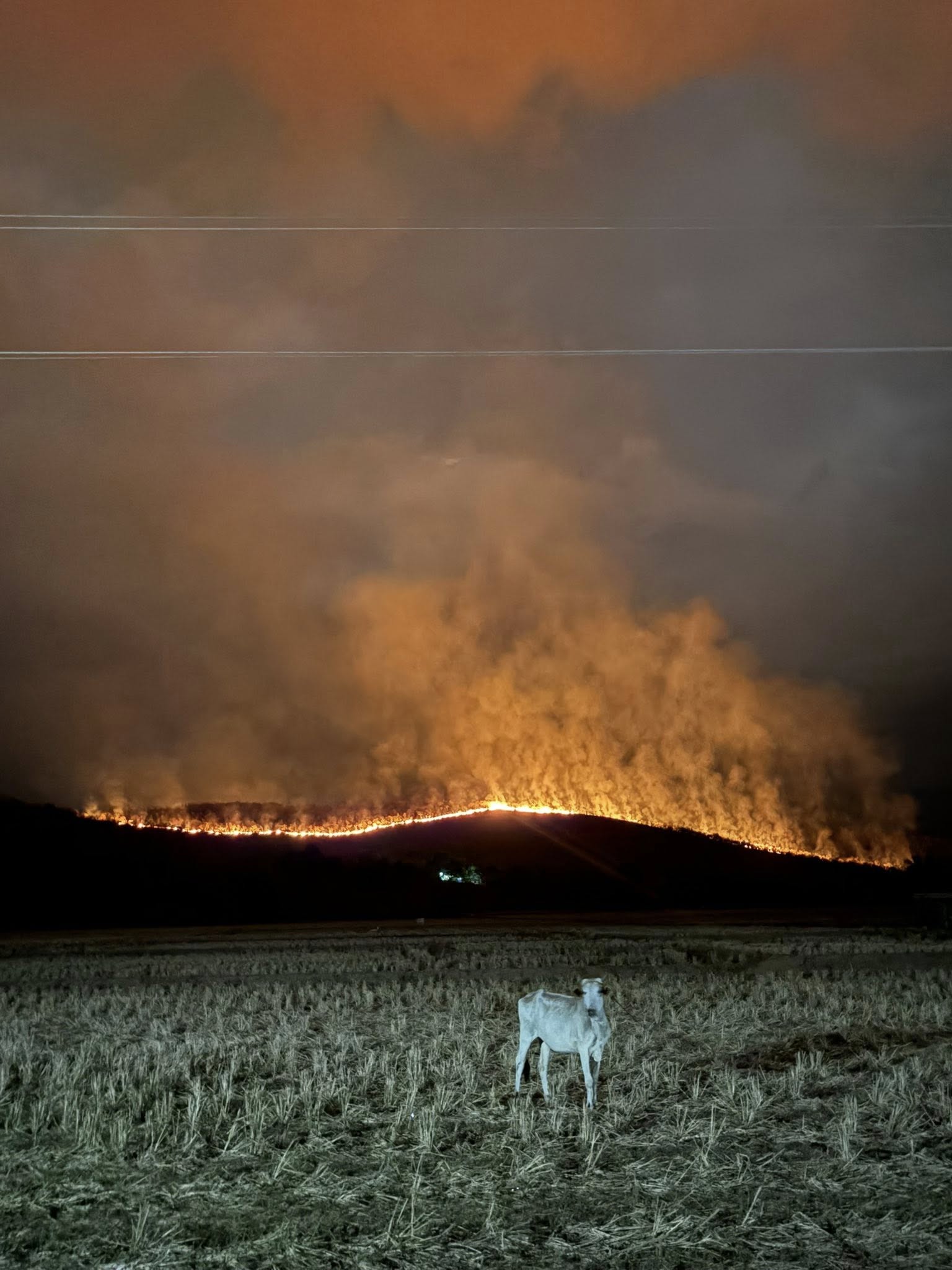 Around 200 hectares of mountainous land areas were damaged after a fire broke out at Barangay General Luna in the town of Carranglan, Nueva Ecija on April 27, 2026.
