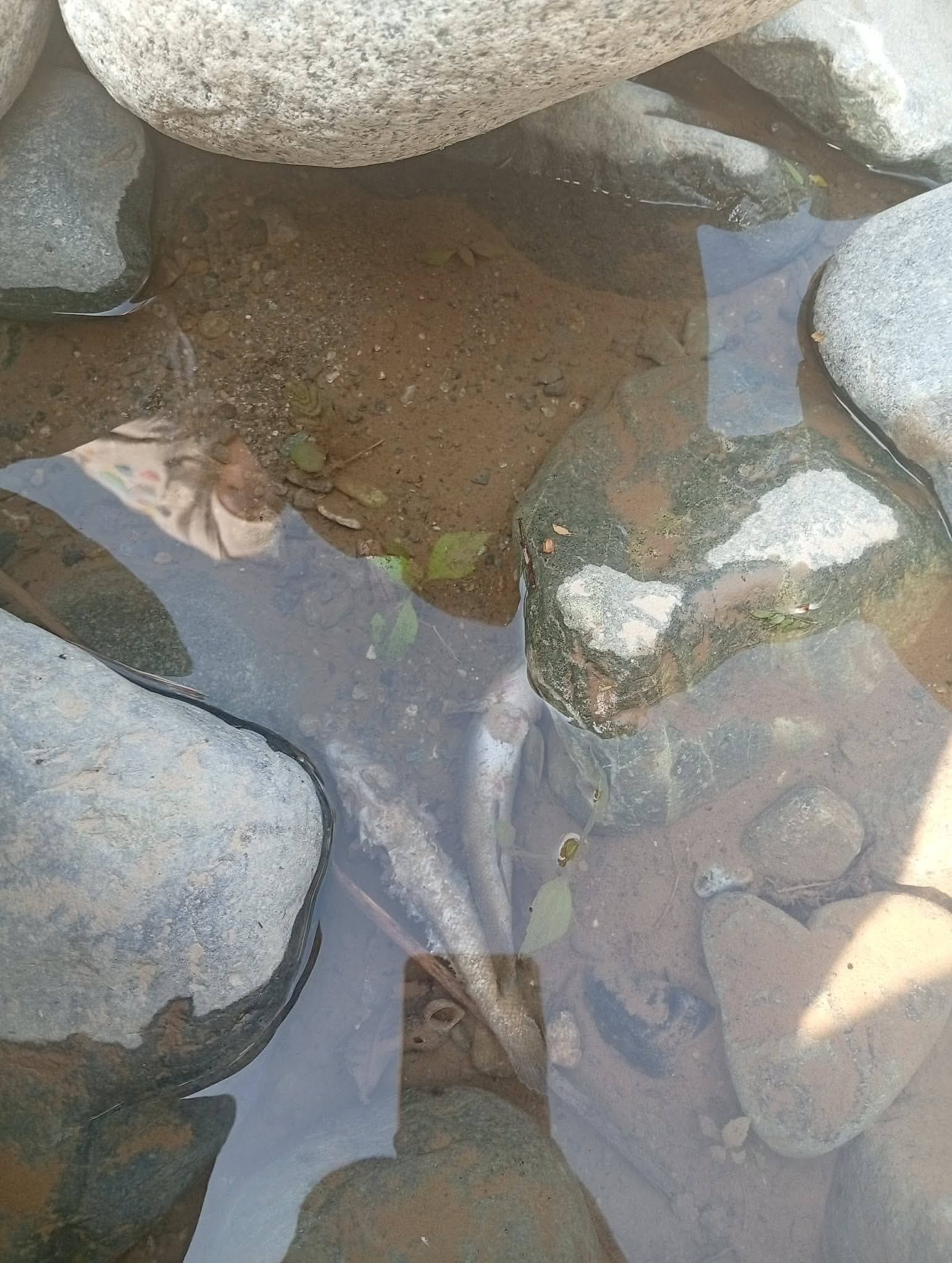 Photo Courtesy of Taba-ao Puning Barangay Fredo Agyao.