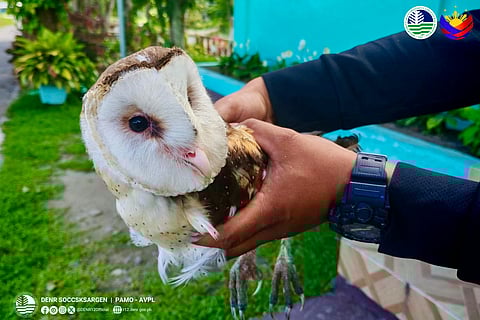 Injured grass owl rescued in Lake Sebu
