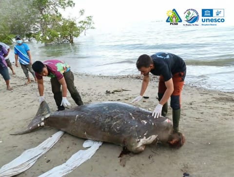 Dugong found dead at coastal area of Puerto Princesa