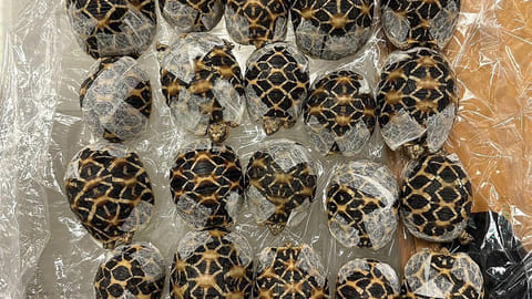 Teen with 30 tortoises under clothes nabbed at airport