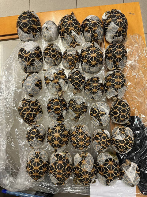 This handout photo taken and released on April 29, 2026 by Thailand's Department of National Parks, Wildlife and Plant Conservation (DNP) shows Indian star tortoises confiscated from a women attempting to travel with them at Suvarnabhumi International Airport in Bangkok. A teenager has been arrested at a Bangkok airport for allegedly smuggling 30 protected tortoises valued at about $9,000 that were taped under her clothing, wildlife officials said.