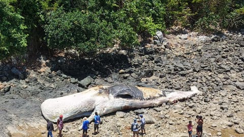 Large whale found dead in Catanduanes