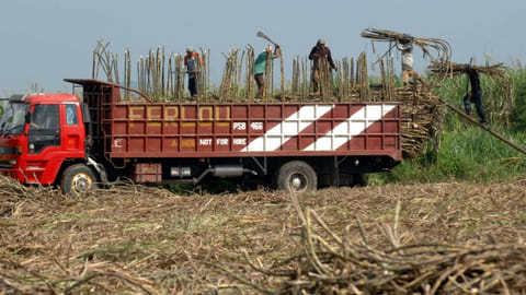 WORKERS load harvested sugarcane onto a truck in Negros.