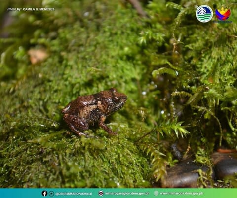 New frog species found in Mt. Guiting-Guiting