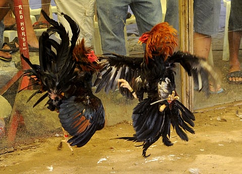 COCKFIGHTS are battles to the death, thus animal rights groups have been moving to have them banned. Korean Air has responded by banning the transport or gamefowls from America to the Philippines.