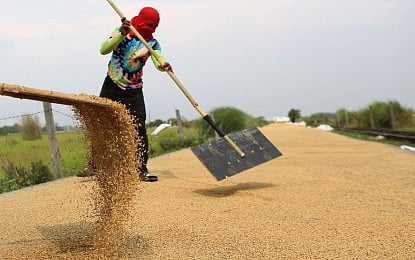 A FARMER scatters his palay harvest to dry in the heat of the sun in Nueva Ecija.