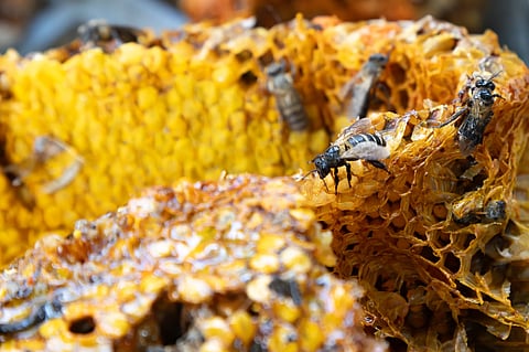 THE metabolite hypaphorine in Palaui island honey indicates the Narra-rich habitat of local bees. 