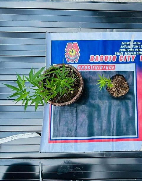 Cops hunt for individual who planted illegal plants in Baguio pots