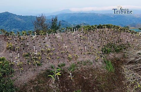 (May 05 2026) A dragon fruit farm seen in Tanay Rizal, Dragon fruit is a nutrient-dense, low-calorie superfood packed with antioxidants (vitamin C, carotenoids, betalains) that boost immunity, improve gut health, and lower inflammation. It supports heart health by reducing bad cholesterol, aids in digestion with high fiber, and promotes healthy skin, Philippines exports dragon fruit to several international markets. Photo/Analy Labor