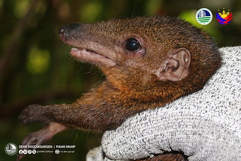 Mindanao treeshrew documented in Mount Apo Natural Park