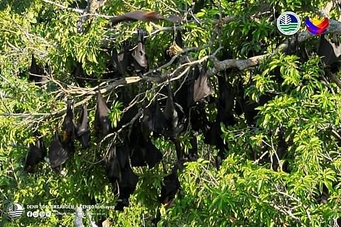 DENR logs 160K flying foxes
