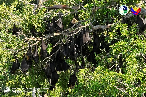 160,000 flying foxes recorded in Cotabato forest