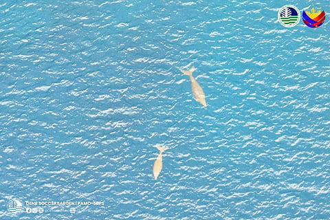 Six dugongs sighted in Sarangani Bay