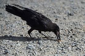 The Corvid Cleaning has become viral last March, described as the smart fusion of animal intelligence and human technology, sources however denied the existence of such machines in Sweden.