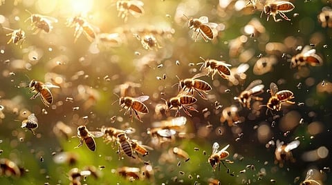 Swarm of bees killed honey gatherer in Bukidnon?