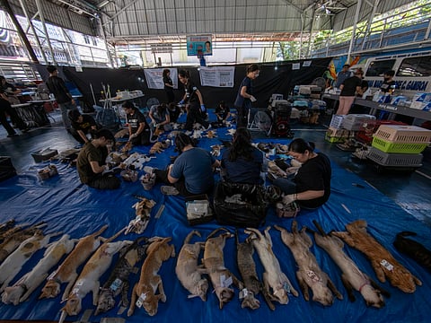 Veterinary medicine students groom neutered cats at LBK Covered Court in Tondo, Manila on 9 May 2026. Hundreds of cats and dogs in Tondo were neutered as animal welfare group People for the Ethical Treatment of Animals (PETA) organized the free program.