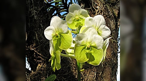 WALING-WALING has distinctively large, vibrant and striking flowers.