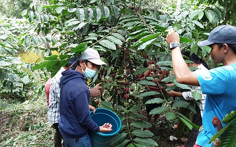 COFFEE farmers harvesting coffee beans in a farm in Sultan Kudarat. A major boost for their industry awaits them as the Department of Agriculture announced the rollout of the construction of farm-to-market roads worth P2.5 billion in Sultan Kudarat.