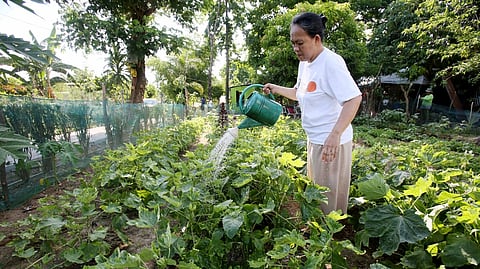 A FARMER tends to vegetable crops at the Greenland Urban Farm in Barangay Bagong Silangan, Quezon City. The site serves as the Department of Agrarian Reform’s second urban farming project in Metro Manila, directly benefiting 70 local residents. 