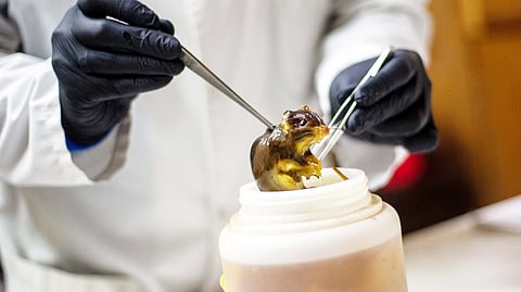 A researcher holds a preserved rodent specimen in a laboratory in Cordoba, Argentina, as a rare hantavirus outbreak linked to the deaths of three cruise ship passengers revives memories of the Covid-19 pandemic.