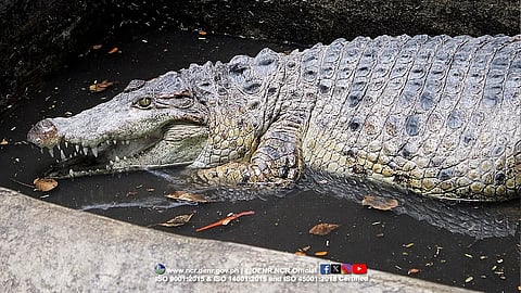 Critically endangered freshwater crocodile rescued in Valenzuela City