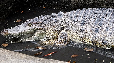 A PHILIPPINE freshwater crocodile, locally known as a bukarot, was rescued from the waters of Valenzuela City. The reptile was immediately brought to the Biodiversity Management Bureau-Wildlife Rescue Center for observation and rehabilitation, according to the Department of Environment and Natural Resources.