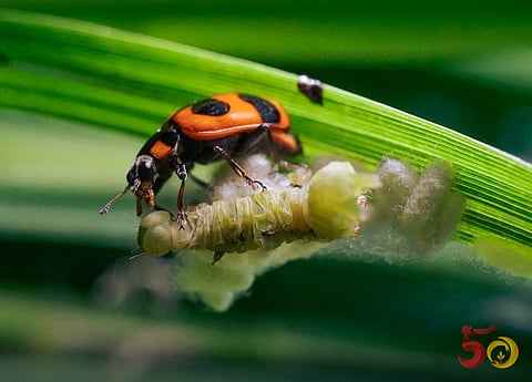 A LADY beetle feeds on aphid under a leaf, making it a natural defender of crops. 