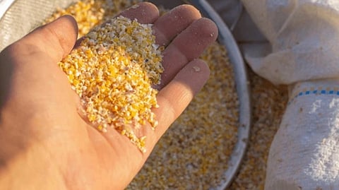 Fermented corn cob as livestock feed