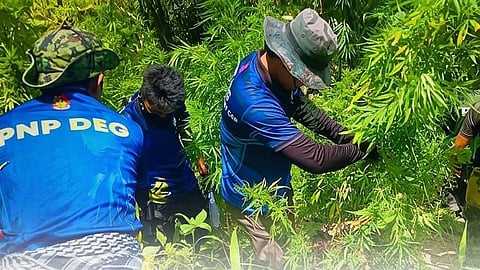 POLICE officers burn uprooted marijuana plants during a weeklong anti-illegal drug campaign across the Cordillera Administrative Region. The Police Regional Office Cordillera destroyed more than P6.1 million worth of illegal crops during a series of operations. 