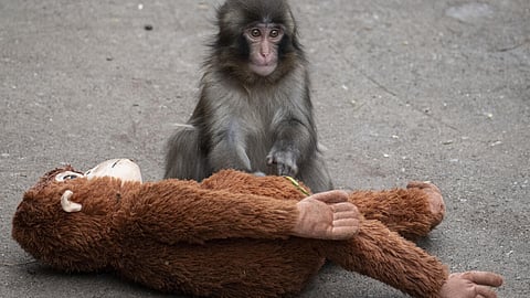 Americans nabbed over zoo stunt