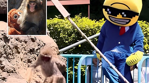 Japan arrests Americans over stunt at baby monkey Punch's zoo