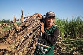 Imee calls for SRA, Sugar Board revamp amid price drop