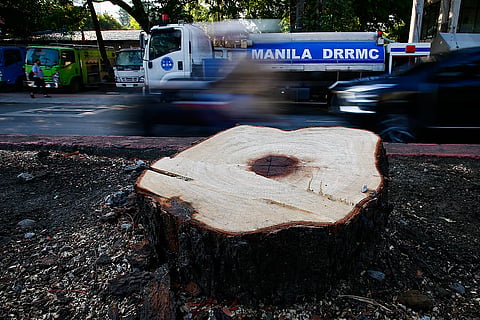 Expressway construction triggers trees removal along Quirino Avenue