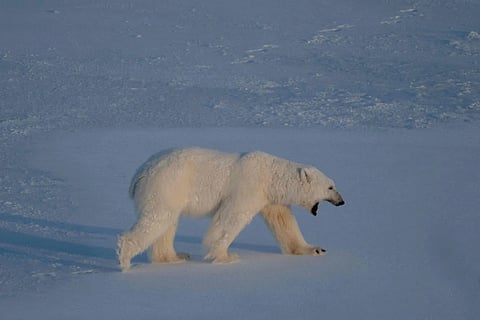 First case of bird flu in polar bear reported