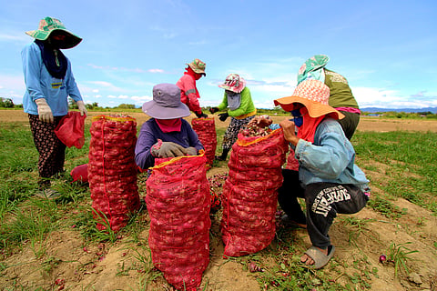 Farmers harvest their crops at a field in Bongabon, Nueva Ecija.