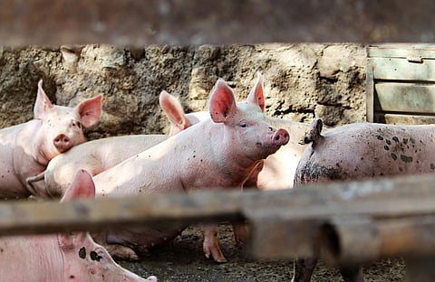 Marcos signs EO increasing pork supply volume