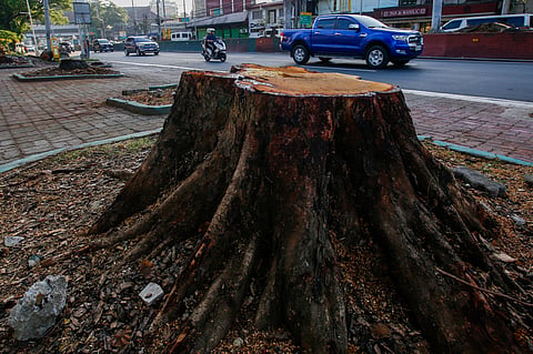 A freshly cut tree stump along Quirino Avenue captures the immediate loss of mature shade amid the push for new transport infrastructure.