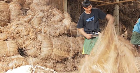 Phl abaca export reaches 76,961 MT—PhilFIDA

