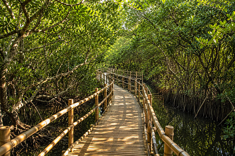 A BAMBOO walkway design for a mangrove area.
