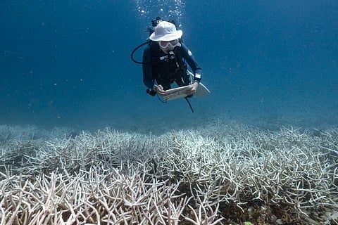 Algae nourishes corals