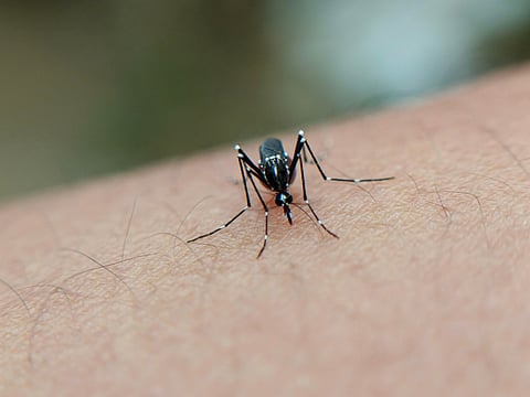 Iloilo dengue cases down 65% 